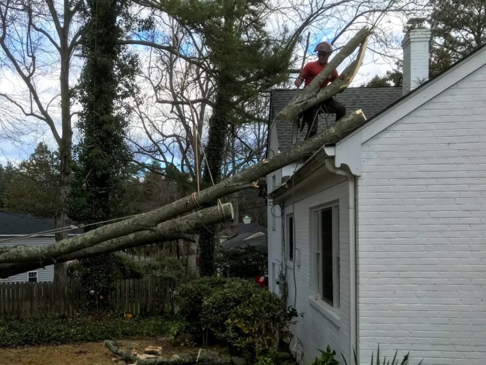 Emergency Tree Removal – Storm Cleanup Service