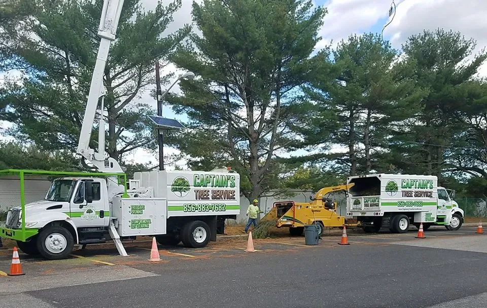 The Tree Service New Jersey Trusts